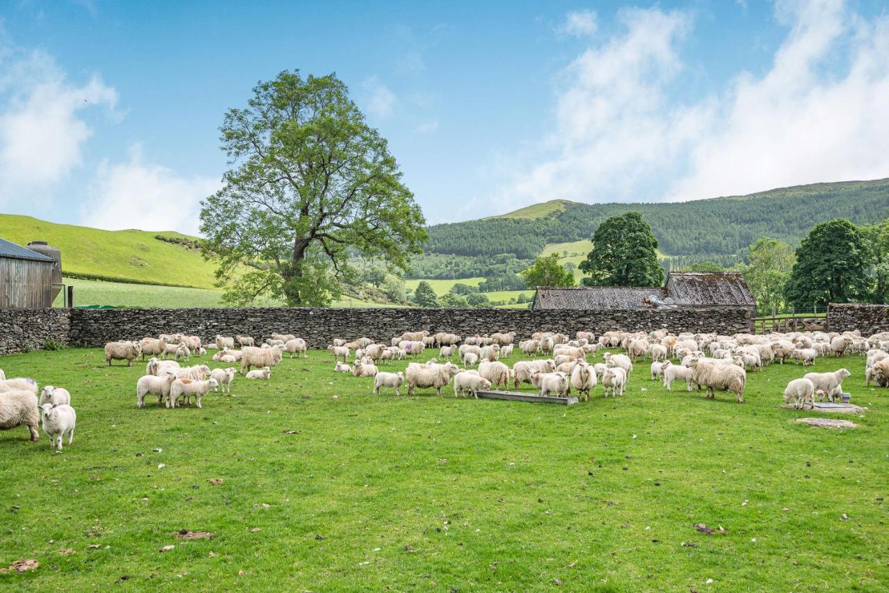 Waedog Bach Llanfor Exterior foto